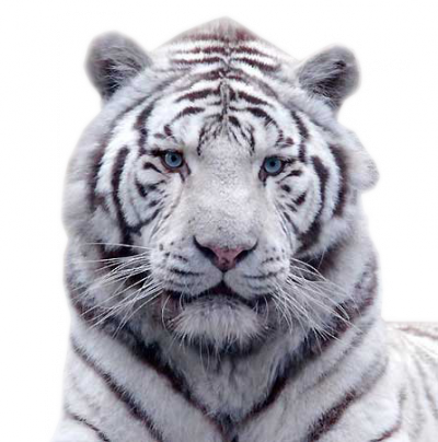 RÃ©sultat de recherche d'images pour "tigre blanc"